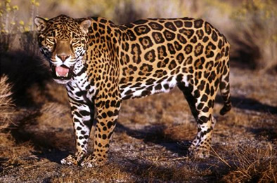 giaguaro